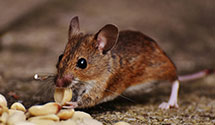 24 Hour & Emergency Exterminators in Clinchburg, VA